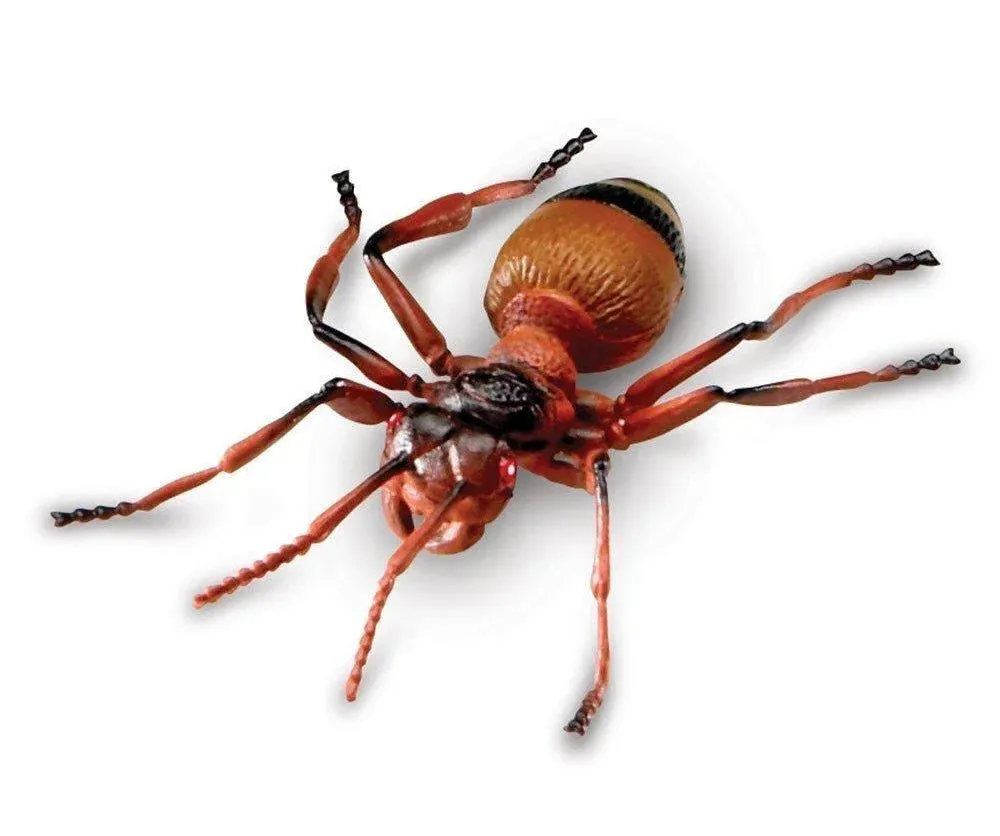 Learning Resources Jumbo Insects